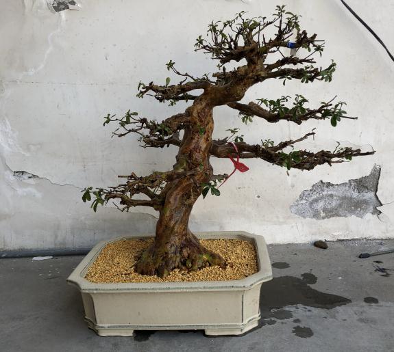 皋月杜鹃盆景怎么洗根换土的方法