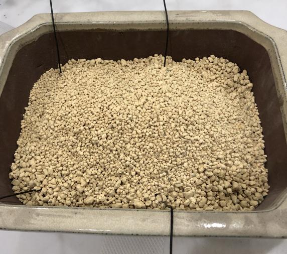 图解 皋月杜鹃盆景怎么洗根换土的方法