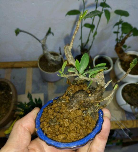 为什么日本盆景都用赤玉土换盆