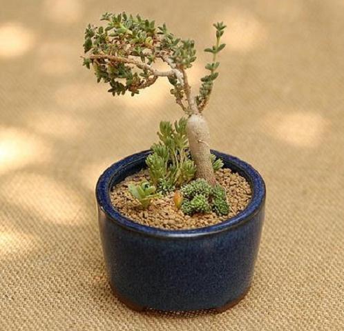 为什么日本盆景都用赤玉土换盆