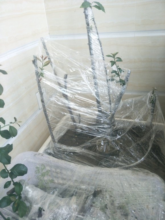 金弹子下山桩1个月没浇水 回芽了