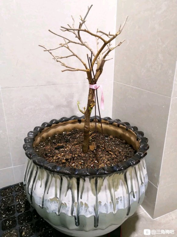 三角梅下山桩上出新芽了 图片