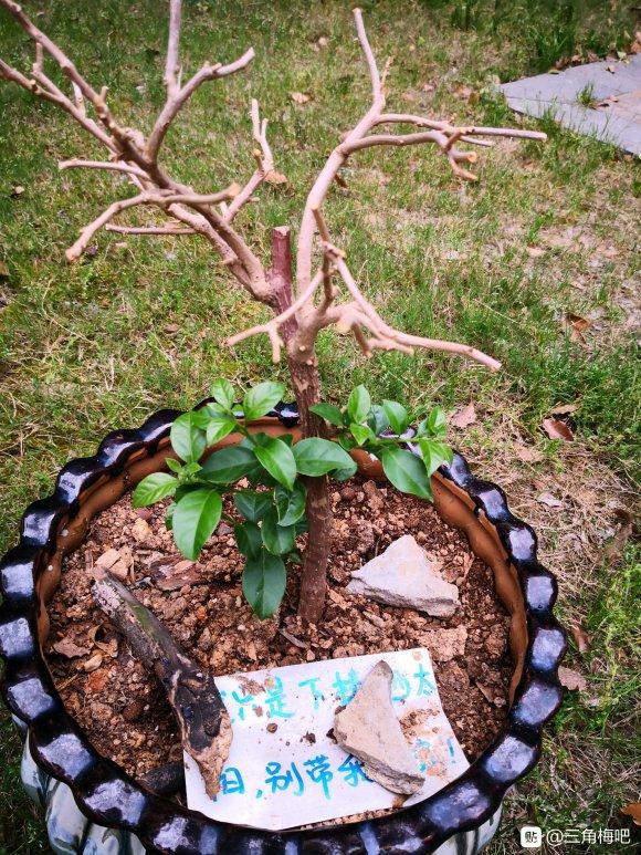 三角梅下山桩上出新芽了 图片