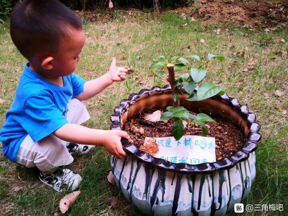 三角梅下山桩上出新芽了 图片