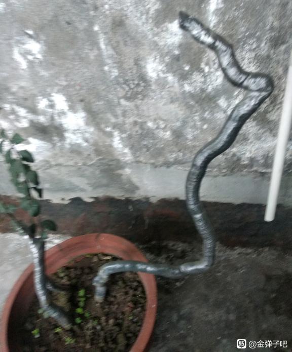 金弹子下山桩泥土不好 全风化不保湿