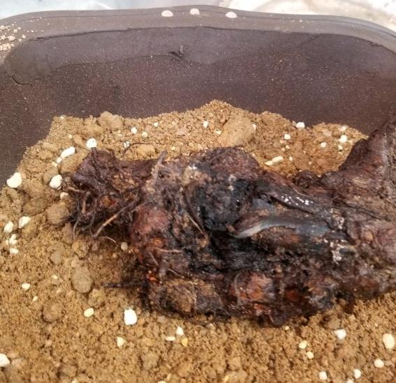 黄栌下山桩用风化土 透水透气 图片