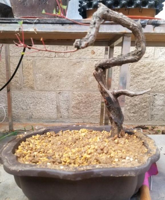 黄栌下山桩用风化土 透水透气 图片