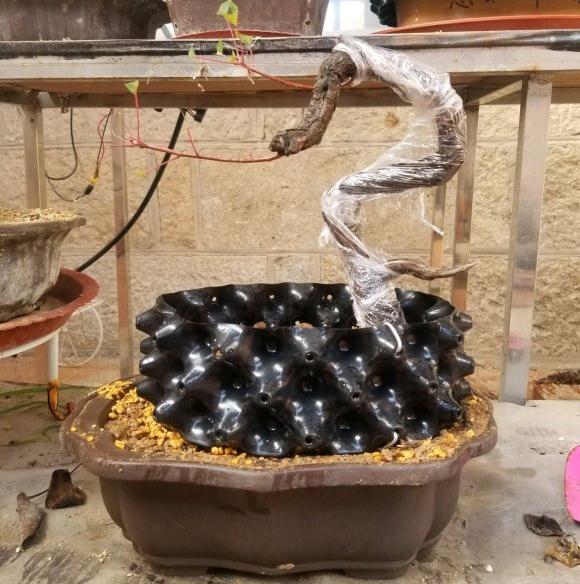 黄栌下山桩用风化土 透水透气 图片