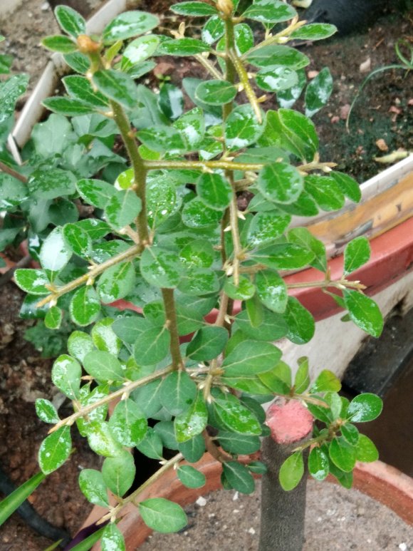 老鸦柿下山桩 明年开花结果吗