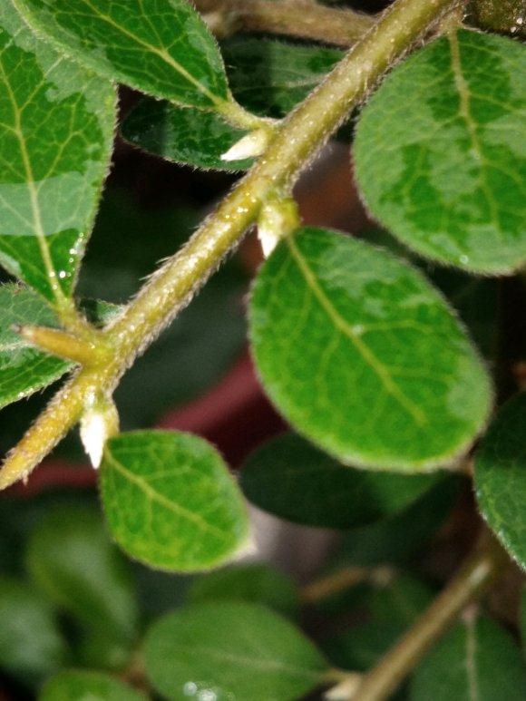 老鸦柿下山桩 明年开花结果吗