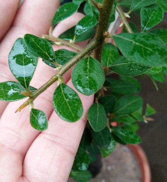 老鸦柿下山桩 明年开花结果吗