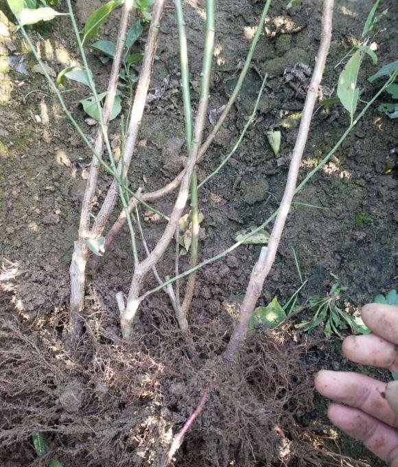 梅花下山桩嫁接与原生有什么区别
