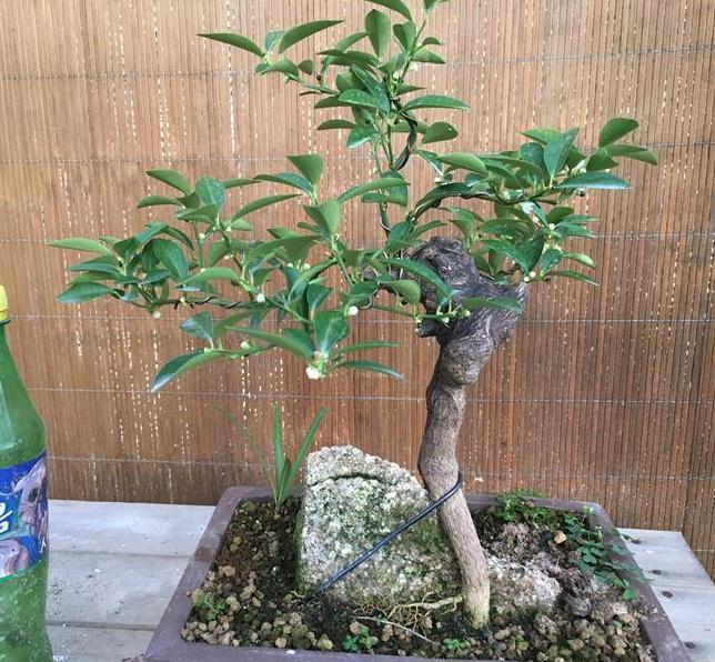 金豆下山桩什么时候上盆好 图片