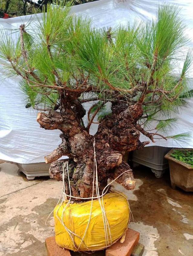 怎么让金弹子下山桩老桩生根发芽