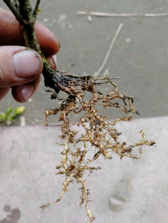 为什么栀子花下山桩太容易长线虫