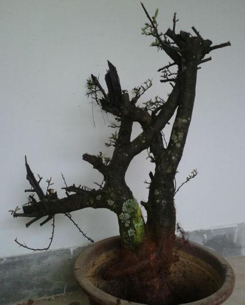 为什么养火棘下山桩养一盆死一盆啊