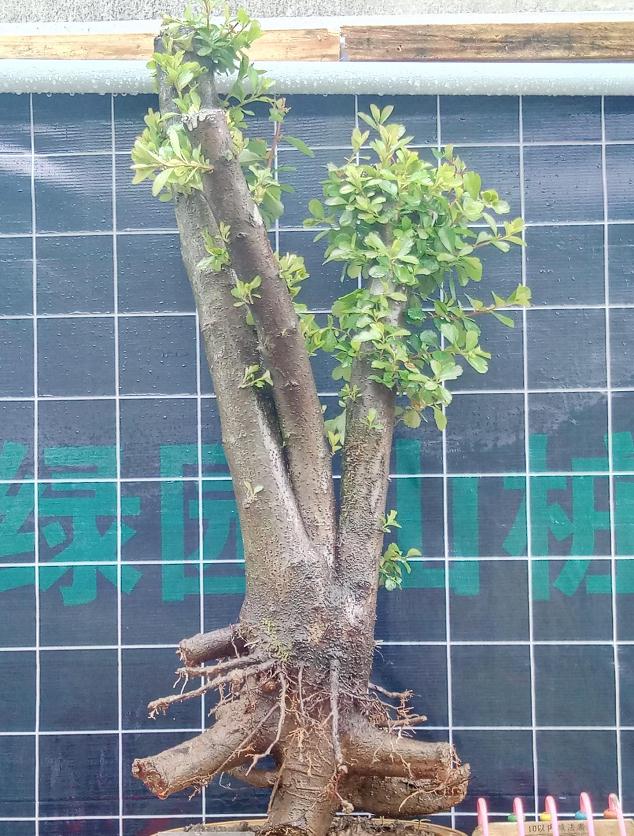 为什么养火棘下山桩养一盆死一盆啊