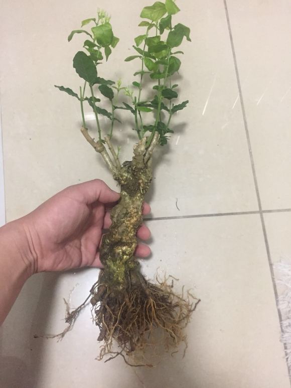 茉莉独杆矮霸下山桩老桩成活记
