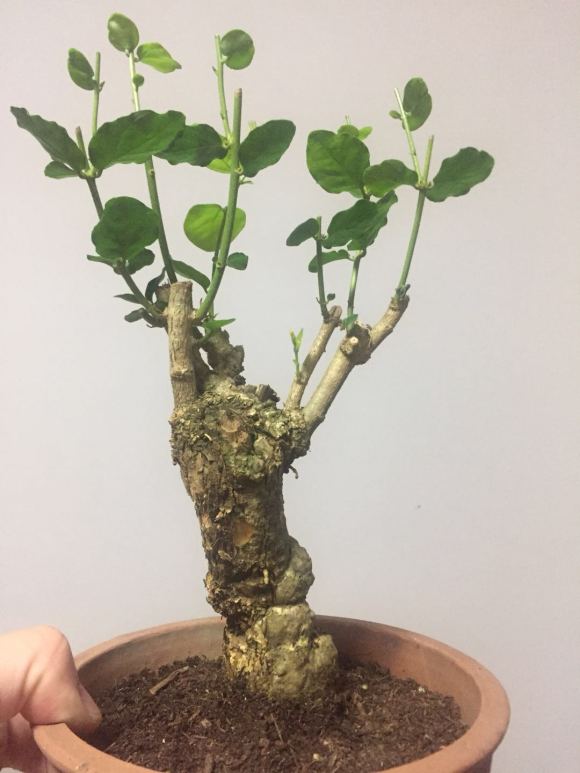 茉莉独杆矮霸下山桩老桩成活记