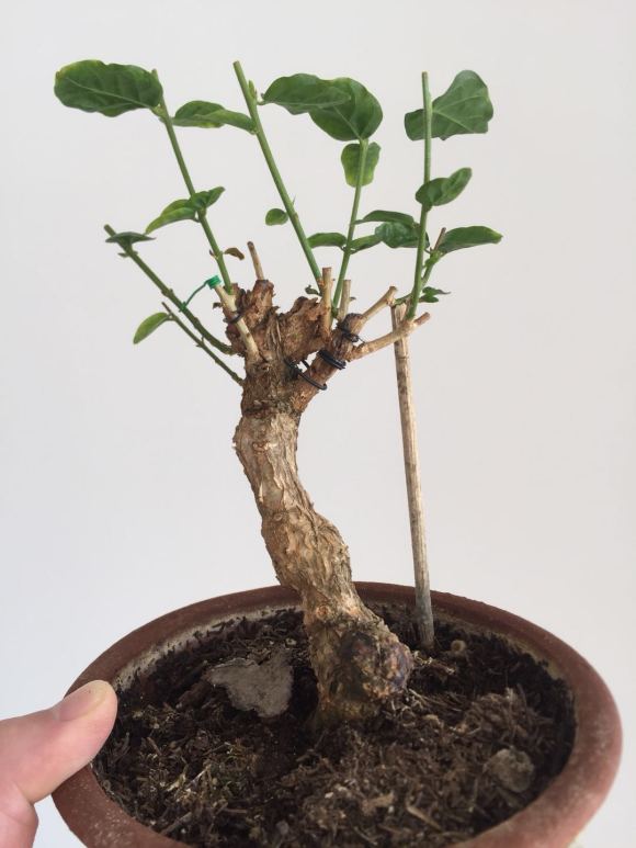 茉莉独杆矮霸桩老桩成活记