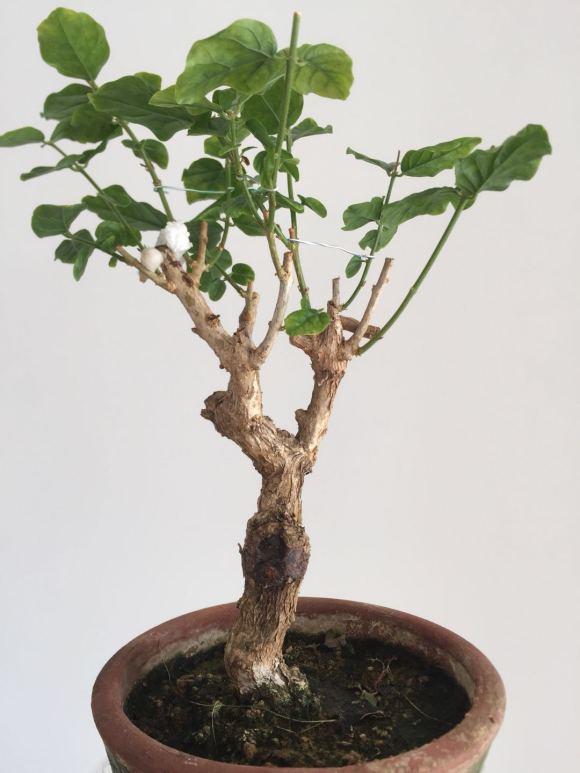 茉莉独杆矮霸桩老桩成活记