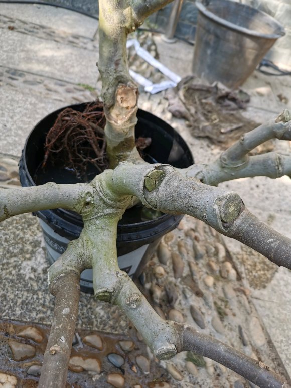 无花果下山桩老桩盆栽记录 图片