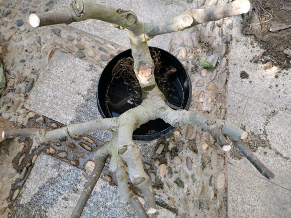 无花果下山桩老桩盆栽记录 图片