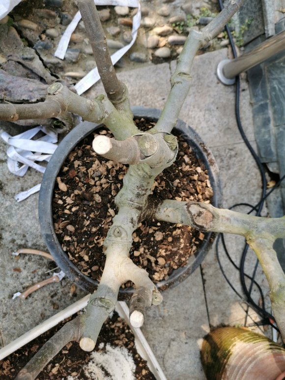 无花果下山桩老桩盆栽记录 图片