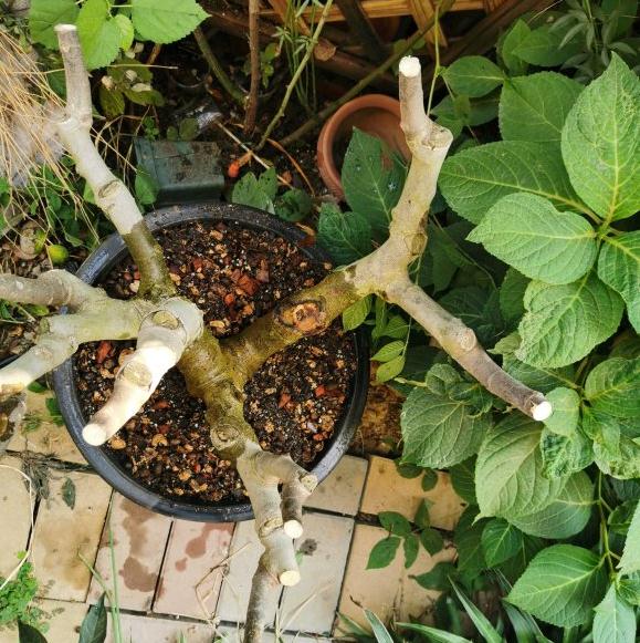 无花果下山桩老桩盆栽记录 图片
