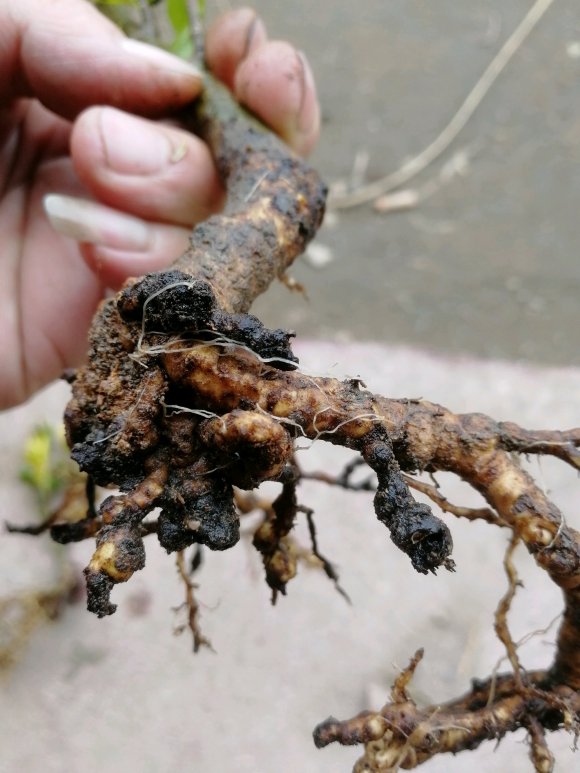 无花果下山桩老桩盆栽记录 图片
