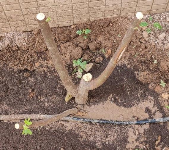 无花果下山桩老桩盆栽记录 图片
