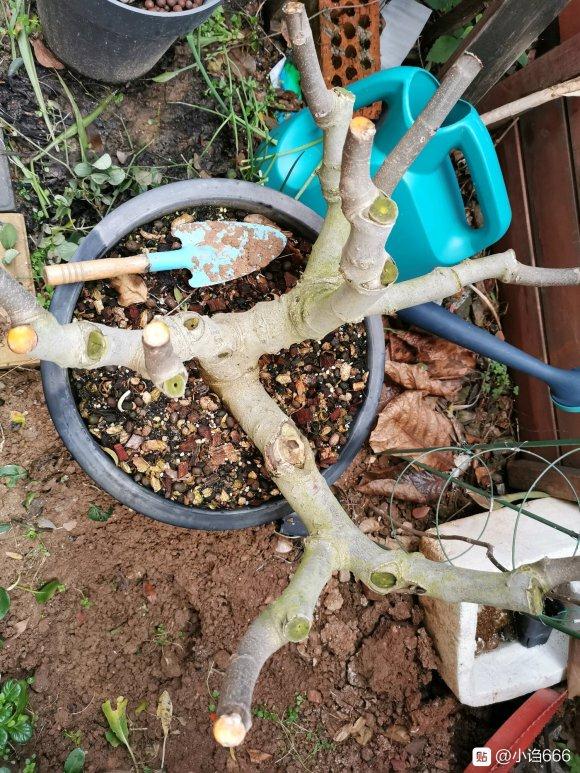 无花果下山桩老桩盆栽记录 图片
