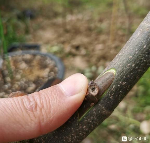 无花果下山桩老桩盆栽记录 图片