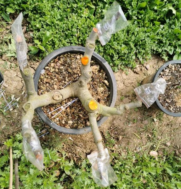 无花果下山桩老桩盆栽记录 图片