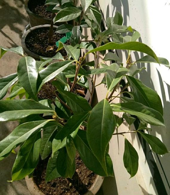 云南茶花下山桩怎么洗根的方法