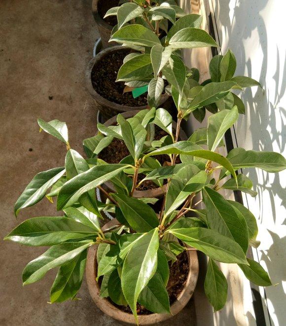 云南茶花下山桩怎么洗根的方法