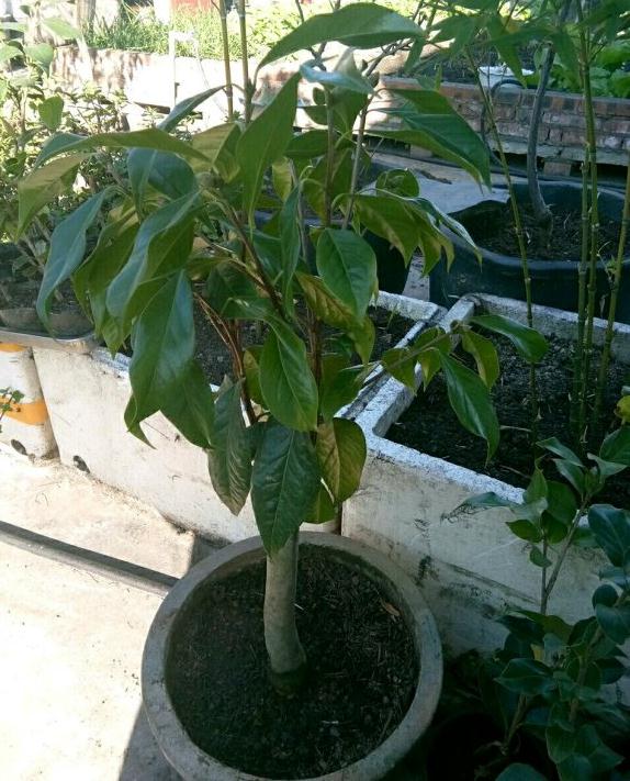 云南茶花下山桩怎么洗根的方法