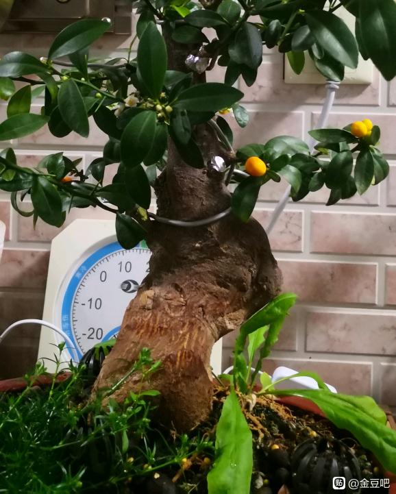 金豆下山桩该修剪了吧 还不停开花
