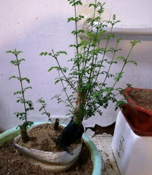 为什么对节白蜡下山桩生长期落叶