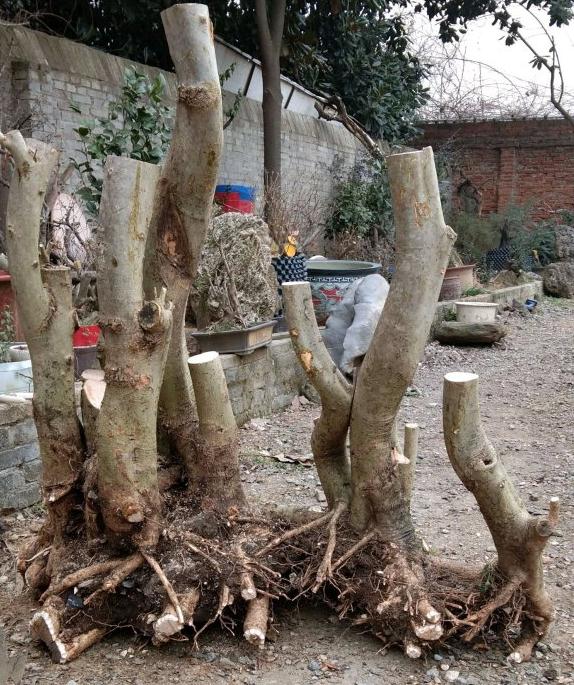 对节白蜡生桩下山桩怎么室内纯沙盆栽