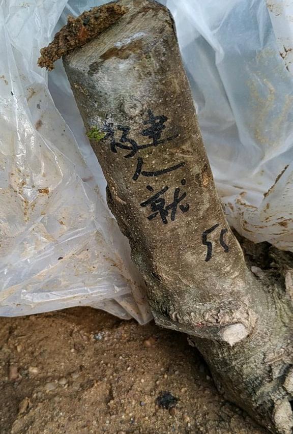 对节白蜡下山桩北方几月份发芽