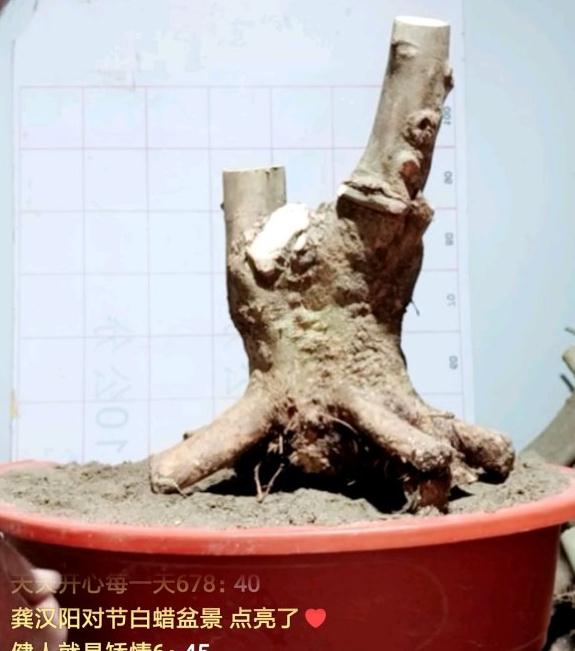 对节白蜡下山桩北方几月份发芽