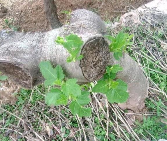 无花果3年了从下山桩变成了树 图片