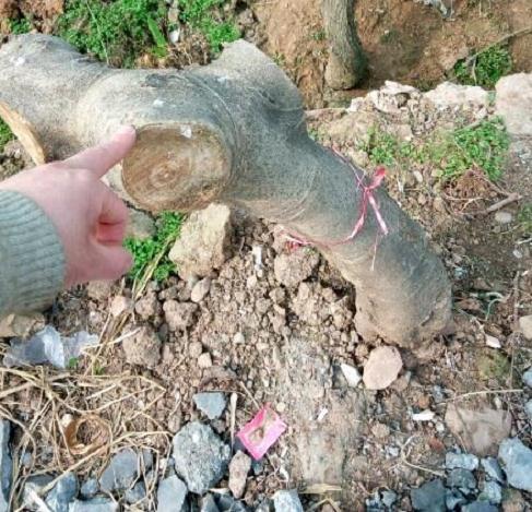 无花果3年了从下山桩变成了树 图片