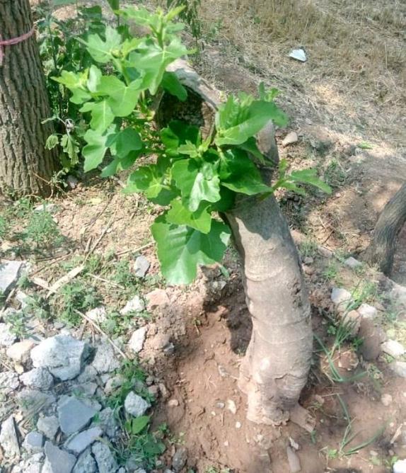 无花果3年了从下山桩变成了树 图片