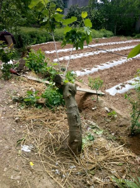 无花果3年了从下山桩变成了树 图片