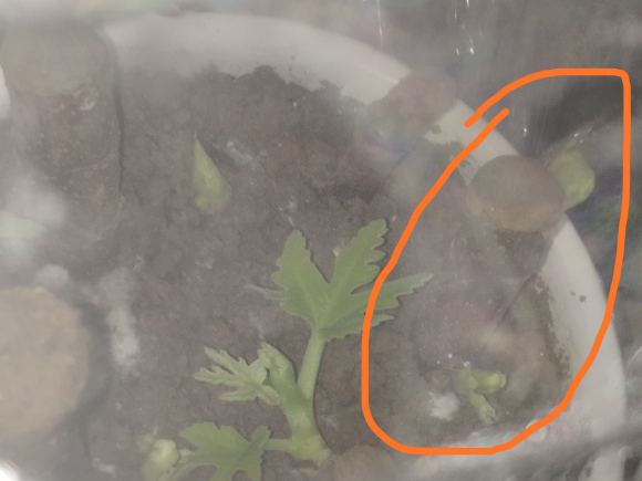 一根无花果下山桩上面发了2个芽