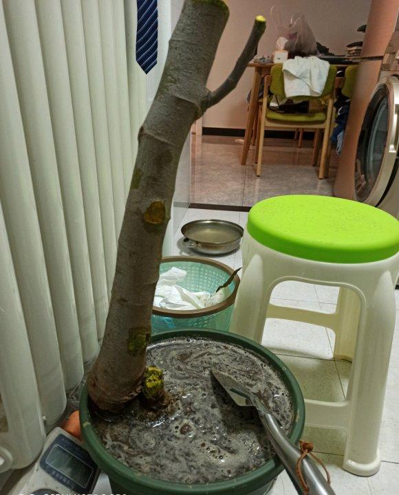 无花果木头下山桩纹丝没动