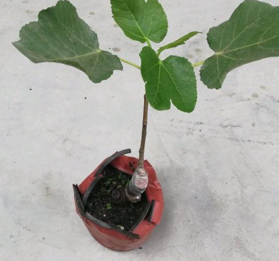 无花果下山桩薄膜要扯掉吗 图片