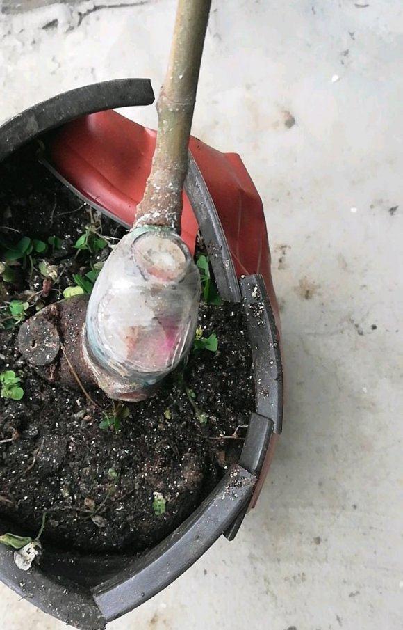 无花果下山桩薄膜要扯掉吗 图片